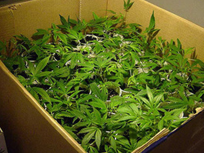 Δικαστήριο της Αργεντινής αποποινικοποίησε τη μαριχουάνα