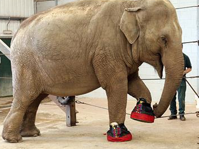 O παπουτσωμένος… ελέφαντας