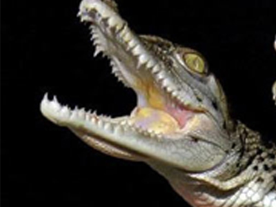 Κροκοδειλάκι έσπειρε τον πανικό σε πτήση της Egypt Air