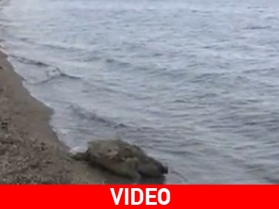 Δεκαπέντε νεκρές χελώνες εκβράστηκαν στην Αλεξανδρούπολη