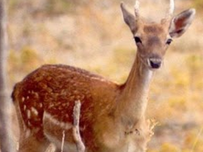 Όχημα παρέσυρε ελάφι στην Ε.Ο Αθηνών-Λαμίας