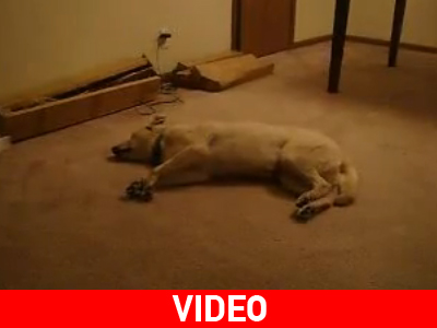 Ο σκύλος υπνοβάτης…