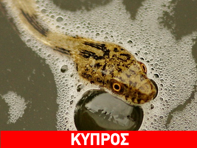 Στο Ευρωπαϊκό δικαστήριο για το… νερόφιδο