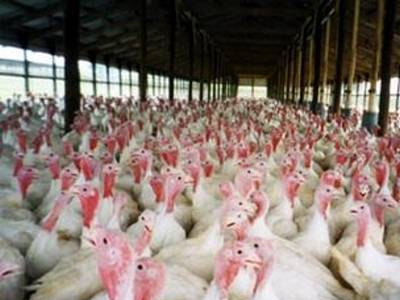 Η γρίπη των χοίρων προσβάλει και τα ζώα