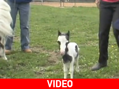 Τα πρώτα «βήματα» του μικρού Αϊνστάιν