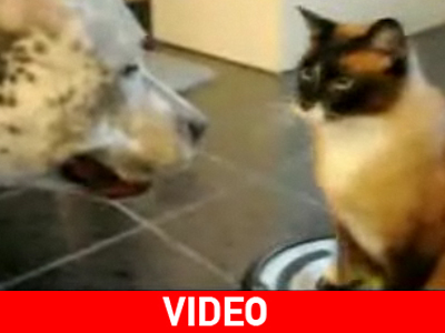 Σαν το σκύλο με τη γάτα…