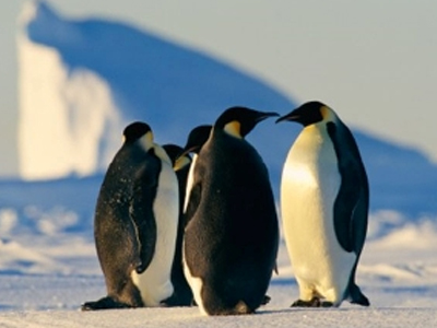 Harry… ο πιγκουίνος καρδιοκατακτητής