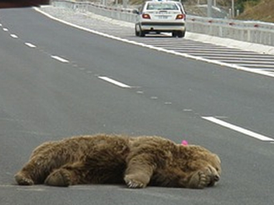 SOS για τις καφέ αρκούδες