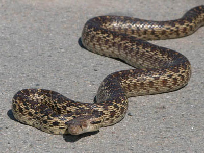 Απρόσκλητος επισκέπτης…στη Βιέννη