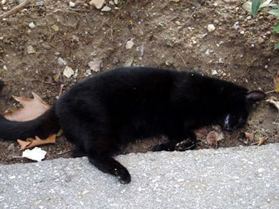 Δηλητηριάζουν γάτες στην πόλη του Βόλου