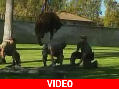 Οι «περιπέτειες» της αρκούδας… στην πόλη