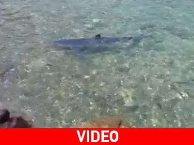 Καρχαρίας «σουλατσάρει» στο Πόρτο Γερμενό