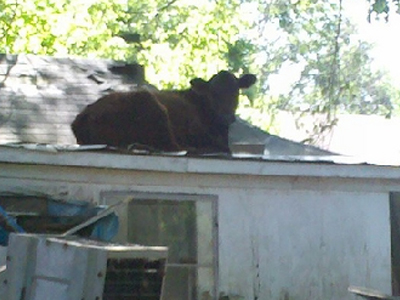 Πως βρέθηκε εκεί ψηλά;