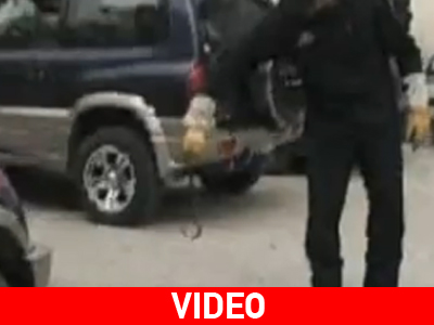 Φίδι «έκοβε» βόλτες σε κρατικό όχημα