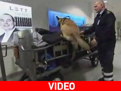 Σκύλοι μυρίζουν «μαύρο χρήμα» σε αποσκευές