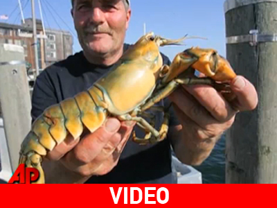 Ψάρεψε κίτρινο αστακό!