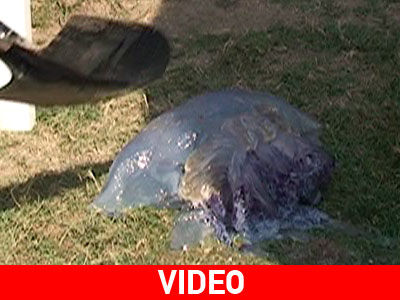 Πανικός για τις μέδουσες-γίγας στην Αλεξανδρούπολη
