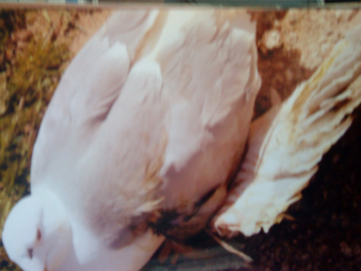 Τραυμάτισαν γλάρο με καραμπίνα