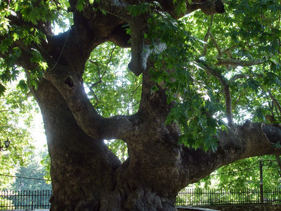 «Μάχη» για τον πλάτανο του χωριού