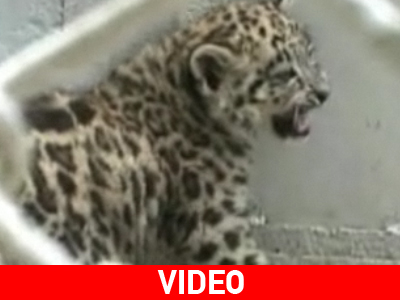 Γεννήθηκε λεοπάρδαλη του «χιονιού» στην Ινδία