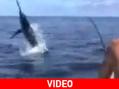 Προσοχή… ξιφίας!