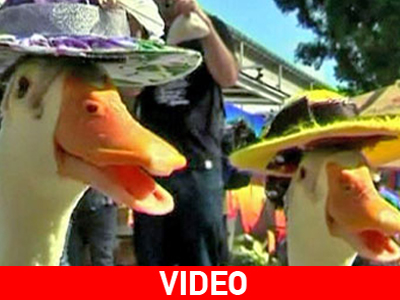 Πασχαλινή παρέλαση πάπιας στην Αυστραλία