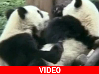 Ταξίδι επιστροφής στην Κίνα για τα δυο panda