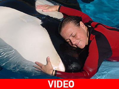 Νεκρή εκπαιδεύτρια από επίθεση φάλαινας