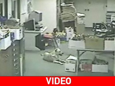 Σκύλος «μυρίστηκε» τον σεισμό στην California