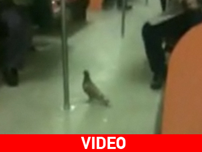 Περιστέρι.. αλωνίζει σε συρμό του Μετρό