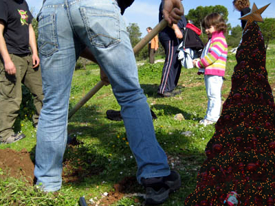 Επιστροφή στη φύση για τα χριστουγεννιάτικα δέντρα