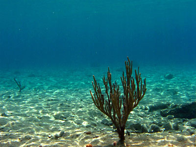 Λουόμενος βρήκε όπλο στη θάλασσα