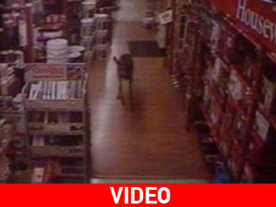 Ένας απρόσμενος επισκέπτης…