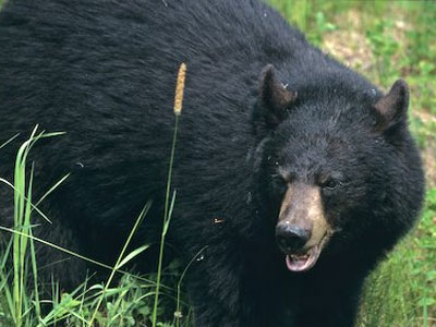 Αρκούδα έσπειρε τον πανικό στην Ιαπωνία