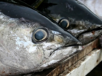 “Stop” στην υπεραλιεία του ερυθρού τόνου
