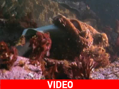 Χταπόδι-τρόμος και για καρχαρίες