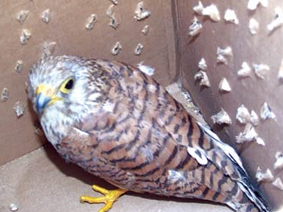 Σώθηκε τραυματισμένο βραχοκιρκίνεζο