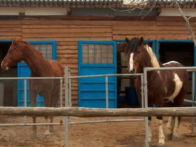 Έκλεψαν πόνι από ιππικό όμιλο