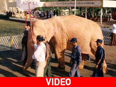 Λευκός ελέφαντας εντοπίστηκε στη Βιρμανία