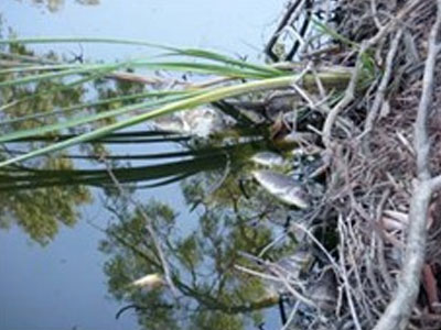 Νεκρά ψάρια στην Πρέβεζα