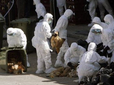 Δεύτερο θύμα της γρίπης των πουλερικών στο Βιετνάμ