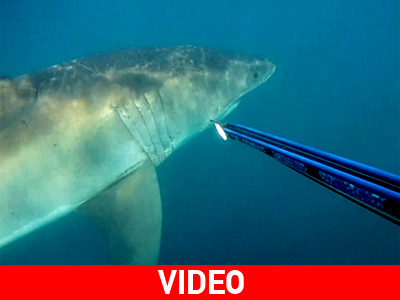 Υποβρύχιες τρέλες…