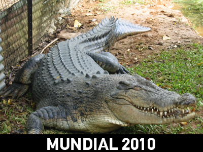 Το ζωικό βασίλειο… «βλέπει» νίκη της Ισπανίας