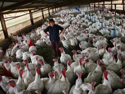 Το στέλεχος της νέας γρίπης Η1Ν1 εντοπίστηκε σε γαλοπούλες