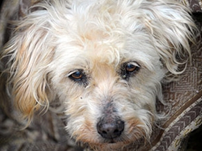 Ξαναβρήκαν την “άσωτη” Muffy μετά από 9 χρόνια