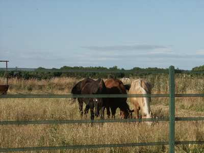 Έκλεψε πέντε άλογα από στάβλο