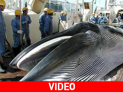 Στο Διεθνές Δικαστήριο η Ιαπωνία για τη φαλαινοθηρία
