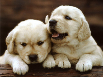 1ο Φιλοζωικό μπαζάρ στον Δήμο Νίκαιας – Αγ. Ι. Ρέντη