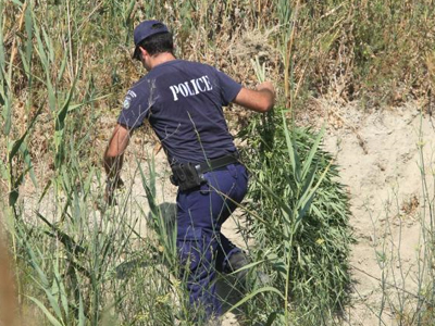 Φυτεία με χασίς καλλιεργούσε 34χρονος