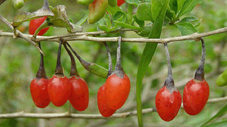 Χυμός από goji berries ή καλύτερα ένα μήλο;